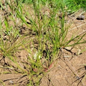 Juncus bufonius at Mitchell, ACT - 18 Nov 2022 11:59 AM