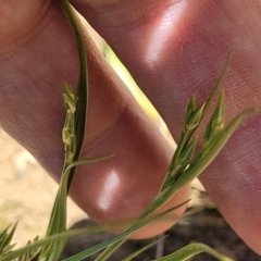 Juncus bufonius at Mitchell, ACT - 18 Nov 2022