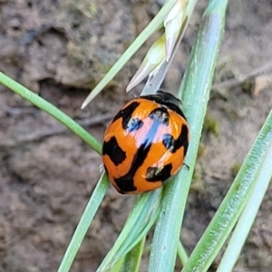 Coccinella transversalis at Mitchell, ACT - 18 Nov 2022