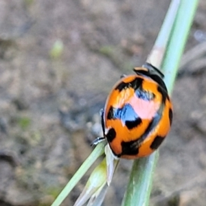 Coccinella transversalis at Mitchell, ACT - 18 Nov 2022