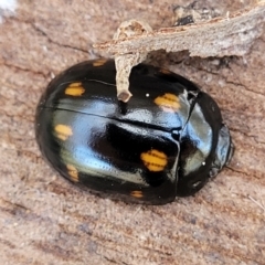 Paropsisterna octosignata (Eucalyptus leaf beetle) at Crace Grasslands - 18 Nov 2022 by trevorpreston