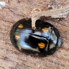 Paropsisterna octosignata at Mitchell, ACT - 18 Nov 2022