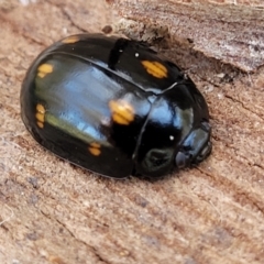 Paropsisterna octosignata at Mitchell, ACT - 18 Nov 2022 11:55 AM