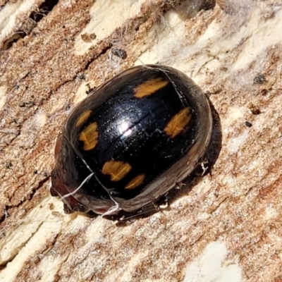 Paropsisterna octosignata (Eucalyptus leaf beetle) at Crace Grasslands - 18 Nov 2022 by trevorpreston