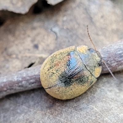 Trachymela sp. (genus) (Brown button beetle) at Crace Grasslands - 18 Nov 2022 by trevorpreston