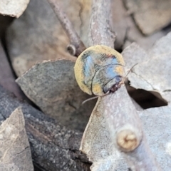 Trachymela sp. (genus) at Mitchell, ACT - 18 Nov 2022