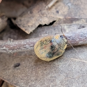 Trachymela sp. (genus) at Mitchell, ACT - 18 Nov 2022