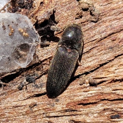 Elateridae sp. (family) (Unidentified click beetle) at Crace Grasslands - 18 Nov 2022 by trevorpreston