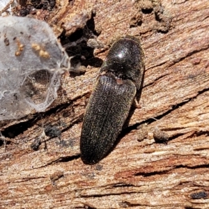 Elateridae sp. (family) at Mitchell, ACT - 18 Nov 2022