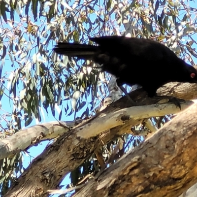 Corcorax melanorhamphos (White-winged Chough) at Mitchell, ACT - 18 Nov 2022 by trevorpreston