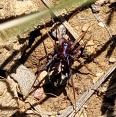 Habronestes bradleyi (Bradley's Ant-Eating Spider) at Crace Grasslands - 18 Nov 2022 by trevorpreston