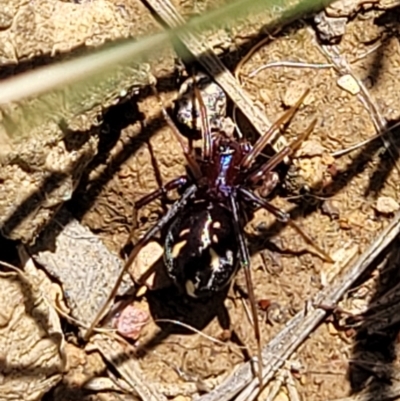 Habronestes bradleyi (Bradley's Ant-Eating Spider) at Crace Grasslands - 18 Nov 2022 by trevorpreston