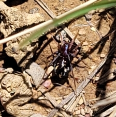 Habronestes bradleyi at Mitchell, ACT - 18 Nov 2022