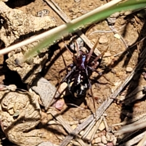 Habronestes bradleyi at Mitchell, ACT - 18 Nov 2022 11:42 AM