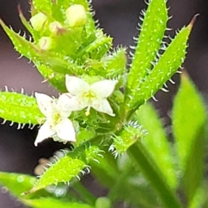 Galium aparine at Mitchell, ACT - 18 Nov 2022 11:40 AM