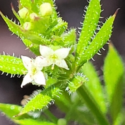 Galium aparine (Goosegrass, Cleavers) at Crace Grasslands - 18 Nov 2022 by trevorpreston