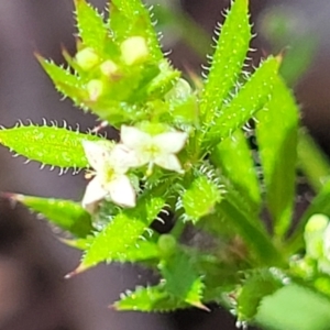 Galium aparine at Mitchell, ACT - 18 Nov 2022 11:40 AM