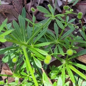 Galium aparine at Mitchell, ACT - 18 Nov 2022 11:40 AM