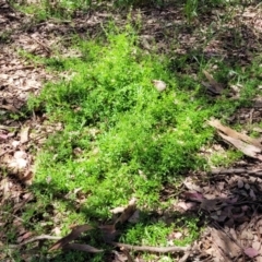 Galium aparine at Mitchell, ACT - 18 Nov 2022 11:40 AM