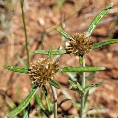 Euchiton sphaericus (Star Cudweed) at Mitchell, ACT - 18 Nov 2022 by trevorpreston