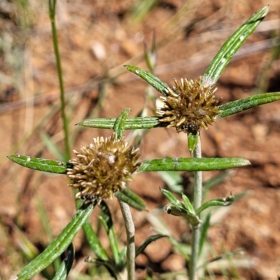 Euchiton sphaericus (star cudweed) at Crace Grasslands - 18 Nov 2022 by trevorpreston