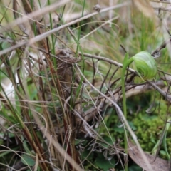 Pterostylis nutans (Nodding Greenhood) at Black Mountain - 4 Sep 2022 by Tapirlord