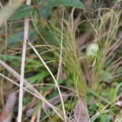 Pterostylis nutans at Acton, ACT - 4 Sep 2022