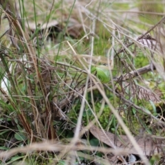 Pterostylis nutans at Acton, ACT - suppressed