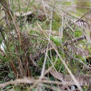 Pterostylis nutans at Acton, ACT - 4 Sep 2022