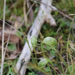 Pterostylis nutans at Acton, ACT - suppressed