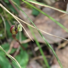 Chiloglottis trapeziformis (Diamond Ant Orchid) at Black Mountain - 4 Sep 2022 by Tapirlord