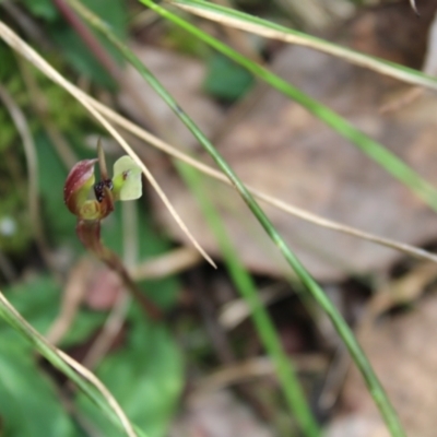 Chiloglottis trapeziformis (Diamond Ant Orchid) at Acton, ACT - 4 Sep 2022 by Tapirlord