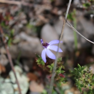 Cyanicula caerulea at Undefined Area - suppressed