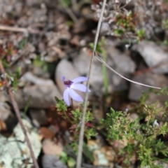 Cyanicula caerulea at Undefined Area - suppressed