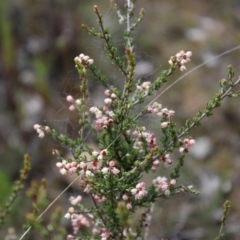 Cryptandra sp. Floriferous (W.R.Barker 4131) W.R.Barker at Black Mountain - 4 Sep 2022 by Tapirlord