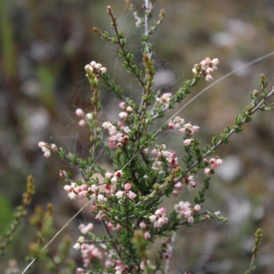 Cryptandra sp. Floriferous (W.R.Barker 4131) W.R.Barker at Black Mountain - 4 Sep 2022 by Tapirlord