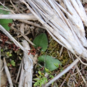 Eriochilus cucullatus at Point 5815 - 4 Sep 2022