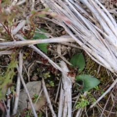 Eriochilus cucullatus at Undefined Area - suppressed