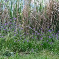 Echium plantagineum (Paterson's Curse) at Yerrabi Pond - 17 Nov 2022 by TrishGungahlin