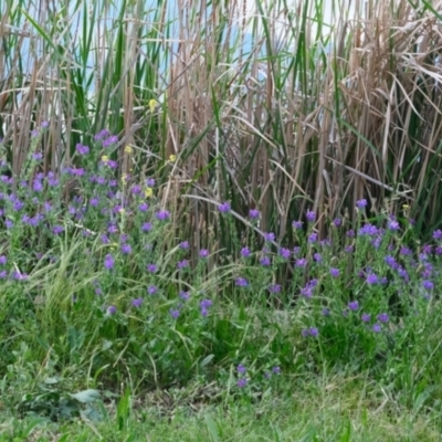 Echium plantagineum (Paterson's Curse) at Yerrabi Pond - 17 Nov 2022 by TrishGungahlin