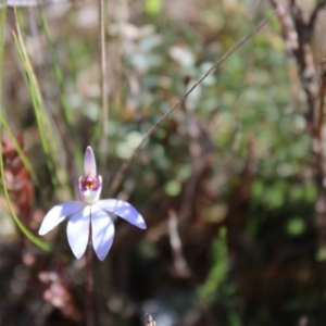 Cyanicula caerulea at Molonglo Valley, ACT - 11 Sep 2022