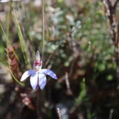 Cyanicula caerulea at Molonglo Valley, ACT - suppressed