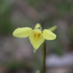 Diuris chryseopsis (Golden Moth) at Block 402 - 22 Sep 2022 by Tapirlord