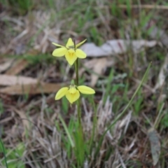 Diuris chryseopsis at Stromlo, ACT - 22 Sep 2022