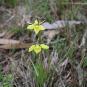 Diuris chryseopsis at Stromlo, ACT - 22 Sep 2022