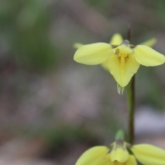 Diuris chryseopsis at Stromlo, ACT - 22 Sep 2022