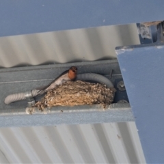 Hirundo neoxena (Welcome Swallow) at Forde, ACT - 17 Nov 2022 by TrishGungahlin