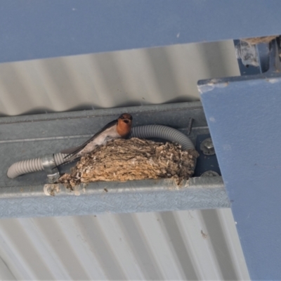 Hirundo neoxena (Welcome Swallow) at Yerrabi Pond - 17 Nov 2022 by TrishGungahlin