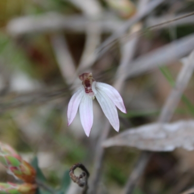 Caladenia fuscata (Dusky Fingers) at Block 402 - 22 Sep 2022 by Tapirlord