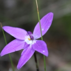 Glossodia major (Wax Lip Orchid) at Block 402 - 22 Sep 2022 by Tapirlord